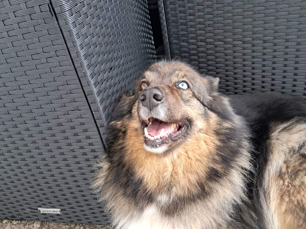 Trumlinghof Koda