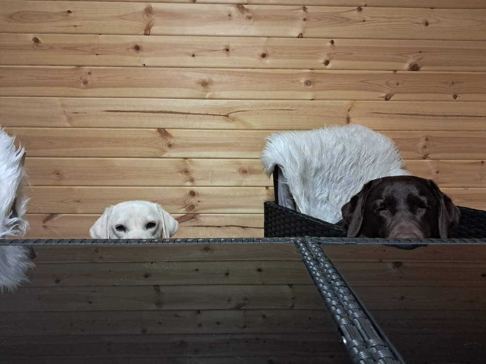 Trumlinghof Emma und Buddy