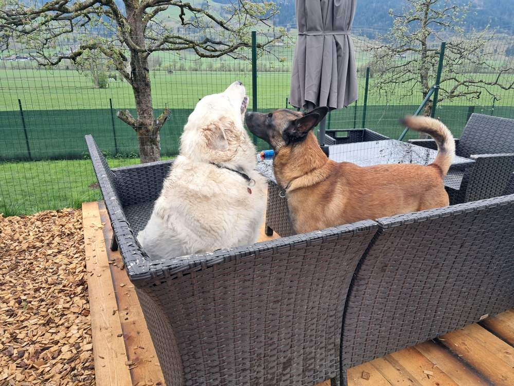 Trumlinghof Gismo und Dokkie
